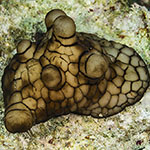 Coriocella nigra
